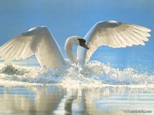 Андрей Громов | 