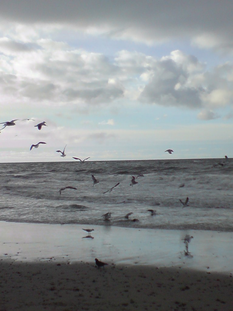 Светлана Шитикова-Гуськова | Калининград