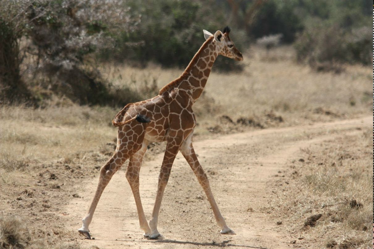 Дмитрий Дроевский 
