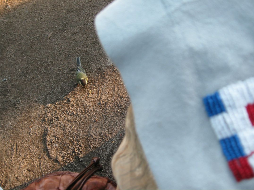 Наталья Москаленко Синица | 