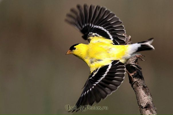 №147, Анна Кобзарь, Новомосковск №147, Анна Кобзарь, Новомосковск