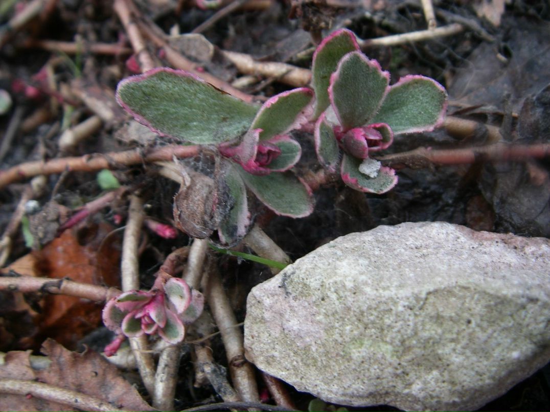 Ольга Калинина | Санкт-Петербург