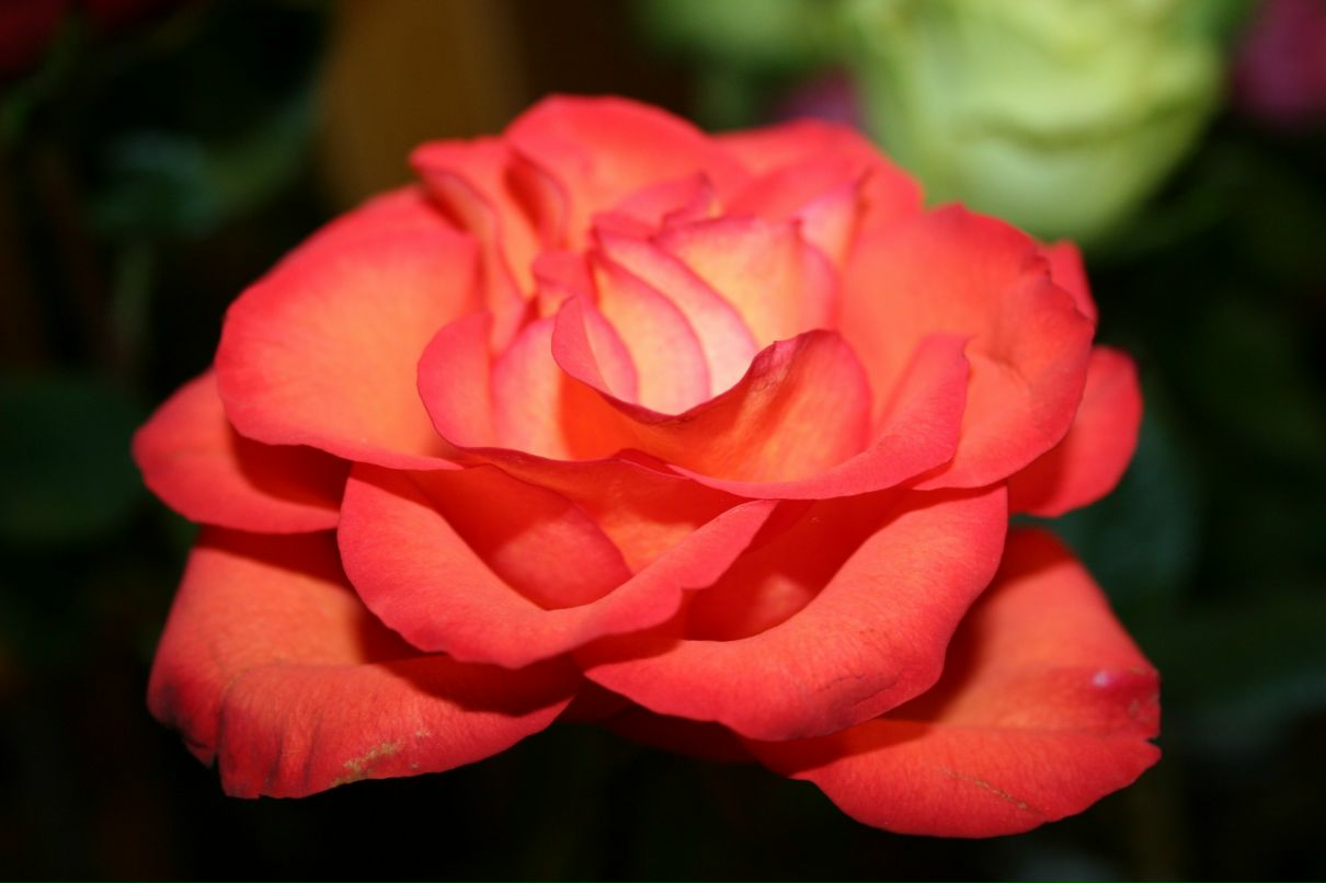 Нонна Паламарчук | Калининград