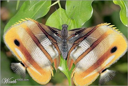 Мария Радецкая | Киев