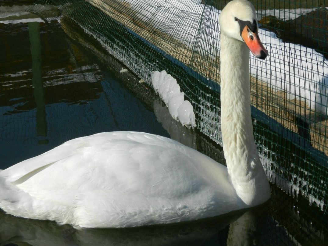 Татьяна Федко | Чернигов