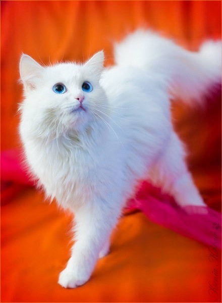 №108, Ольга Волик №108, Ольга Волик