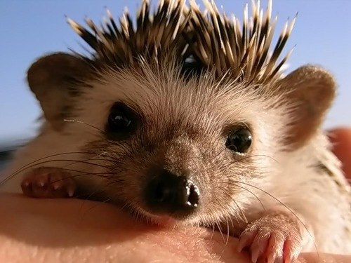 Аня Тарасенко | Харьков