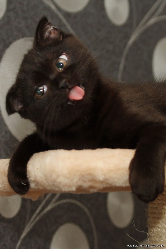 Тарас Зотов | Киев