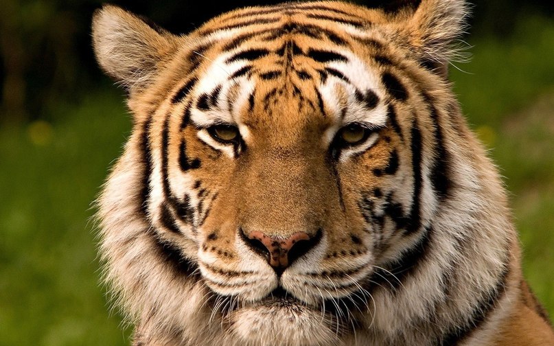 Иван Тришкин =*  ❤ | Москва