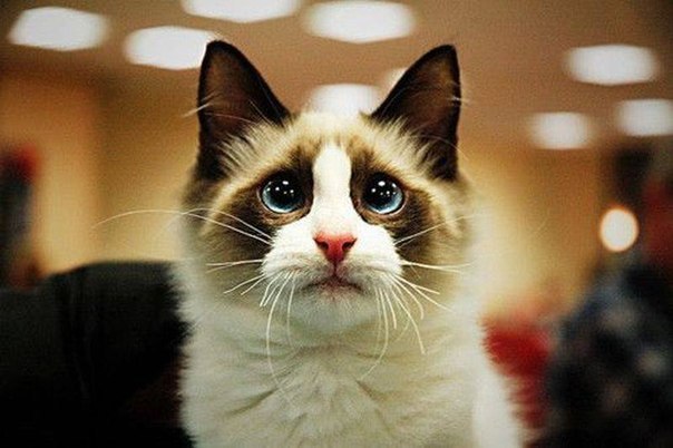 №121, Николай Атаманюк, Белая Церковь №121, Николай Атаманюк, Белая Церковь