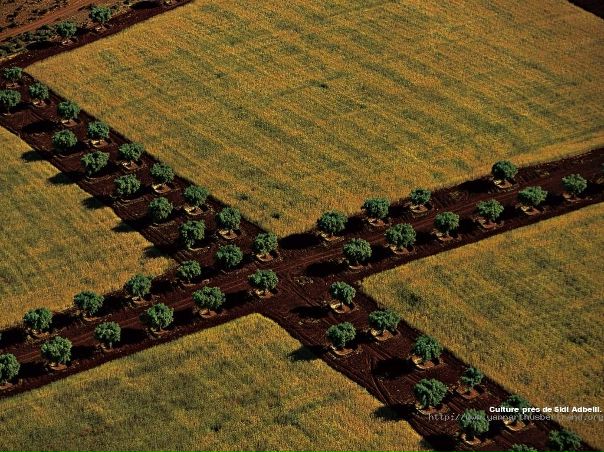 №45, Amine Safilo, 38 лет, Tiaret №45, Amine Safilo, 38 лет, Tiaret