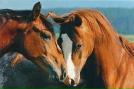 №3, Фёдор Нестеров, 17.8.1986, 39 лет, Красная Поляна