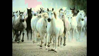 Patti Smith - Land Horses/Land of a Thousand Dances/ La Mer (De) version complete