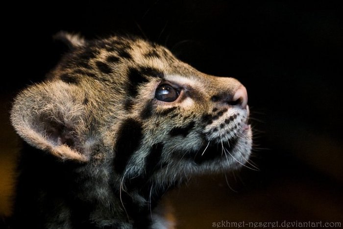 Аксинья Белочка | Москва