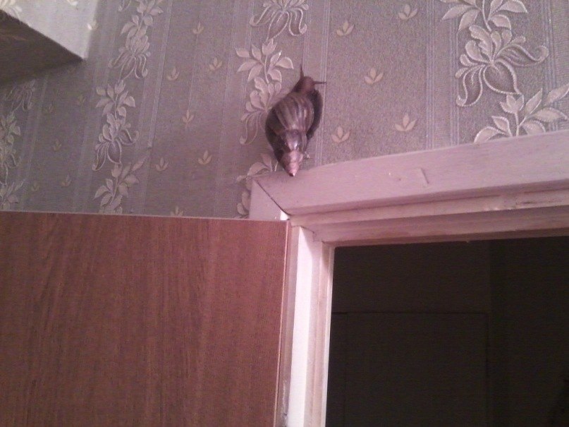 Ирина Леонова Иззах | Москва