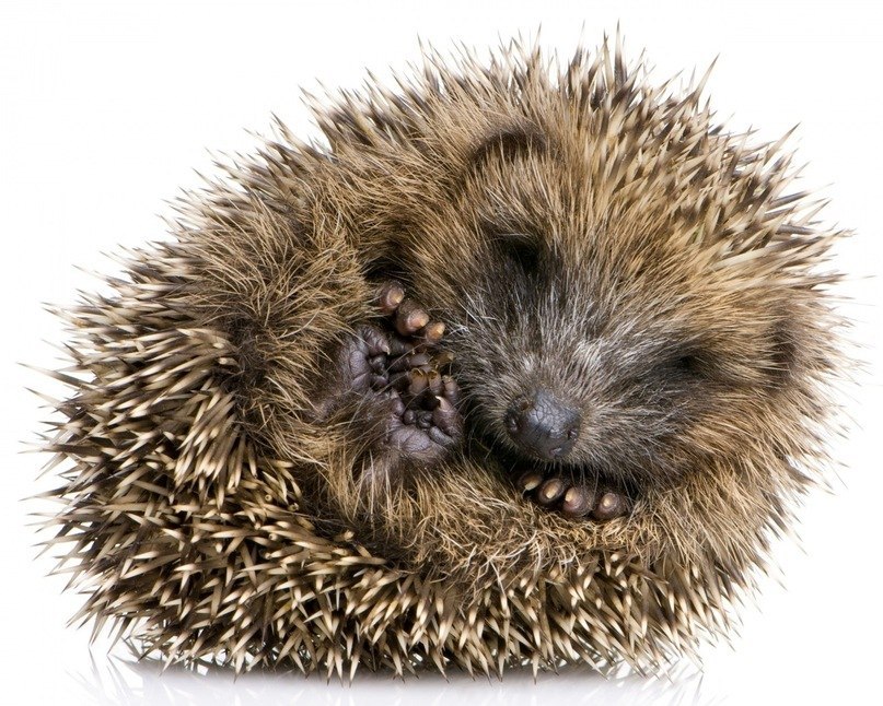 Алексей Выучейский | Санкт-Петербург