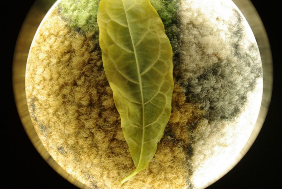 №89, Маша Кузенманн, 121 год, Киев №89, Маша Кузенманн, 121 год, Киев