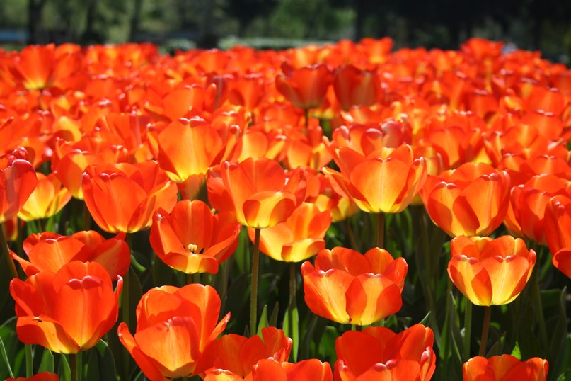 Варвара Коцарева | Запорожье