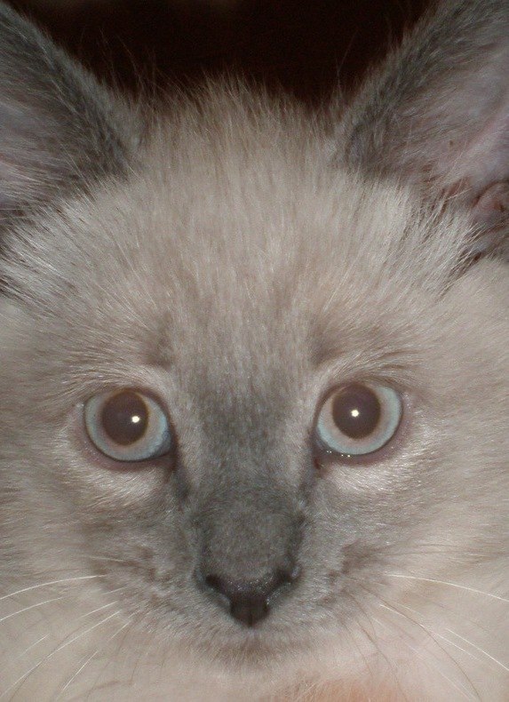 Леночка Пеньевская | Санкт-Петербург