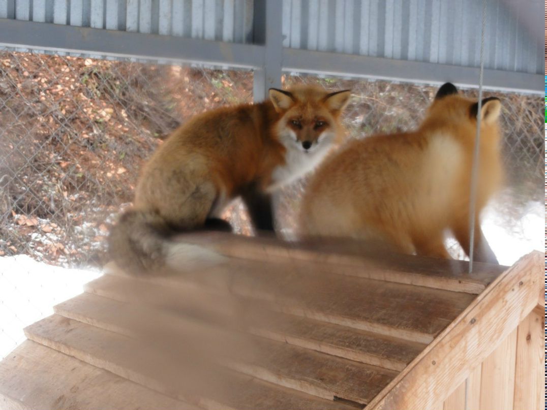 Александр Пушкин chaser | Санкт-Петербург