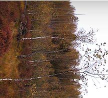 Александр Кузнецов | Санкт-Петербург