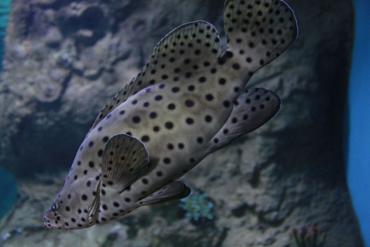 Евгения Зеленина | Тольятти