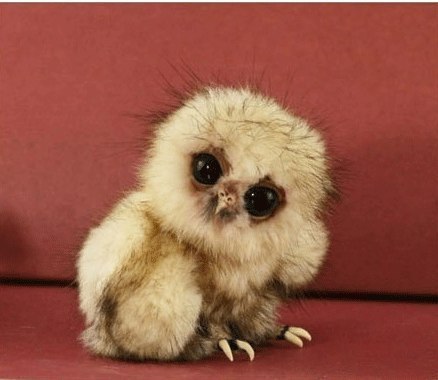 Наталья Рязанцева *Mysterious Devil* | 