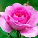 Людмила Пантелеева Иванована | Санкт-Петербург