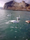Фотография Лапчук Елены