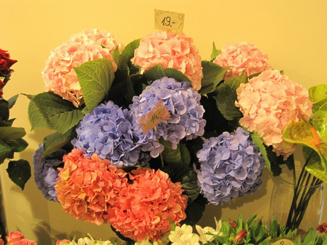 Маргарита Мирзабекян | Москва