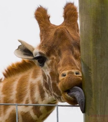 №68, Олександр Огір, Андрушевка №68, Олександр Огір, Андрушевка