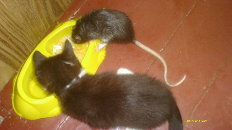 Александра Ланцова | Кондопога