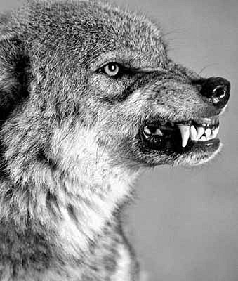 №61, Мирослав Харчук, Березно №61, Мирослав Харчук, Березно