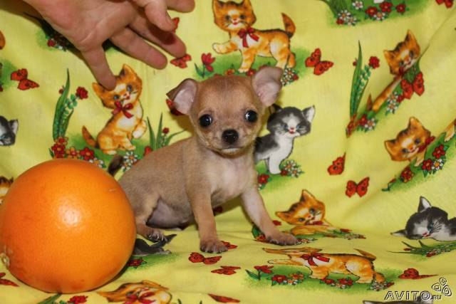 Мария Денисова | Самара