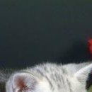 №46, Ольга Сергеева, Chicago №46, Ольга Сергеева, Chicago