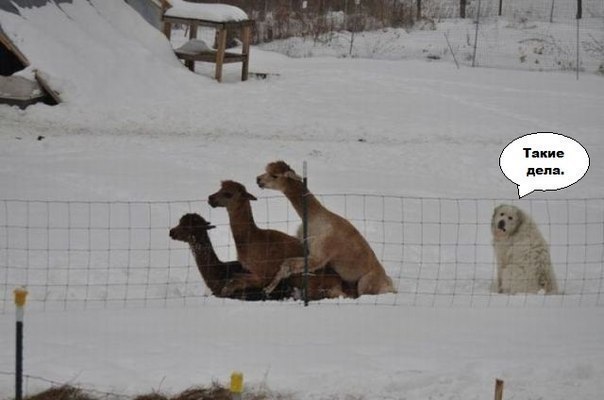 Сергей Ермолов | Ростов-на-Дону