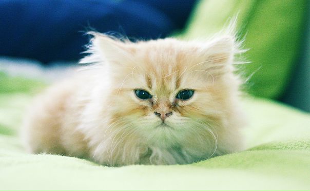 №14, Margo Koropova, 33 года, Praha №14, Margo Koropova, 33 года, Praha