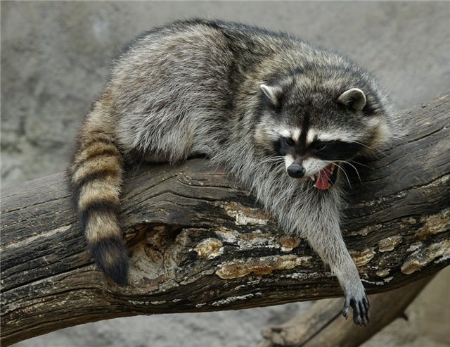 Алина Корниенко | Запорожье