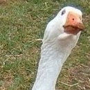 №96, Анжела Жужа, Евпатория №96, Анжела Жужа, Евпатория