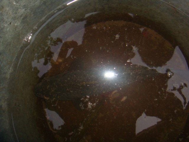 Рома Майбуров | 