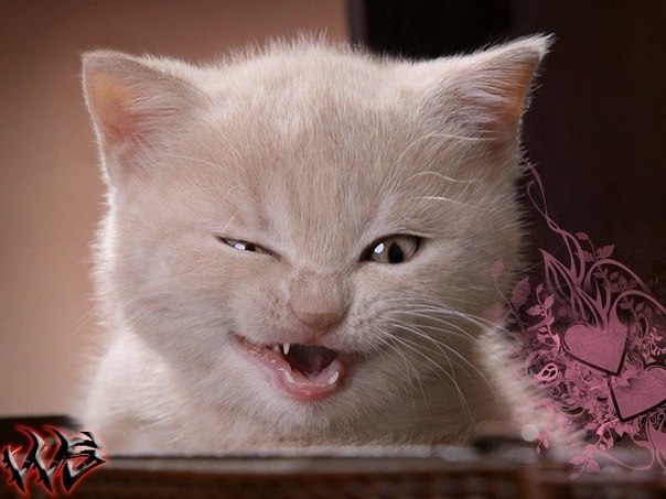 Александра Корючина | Великий Новгород