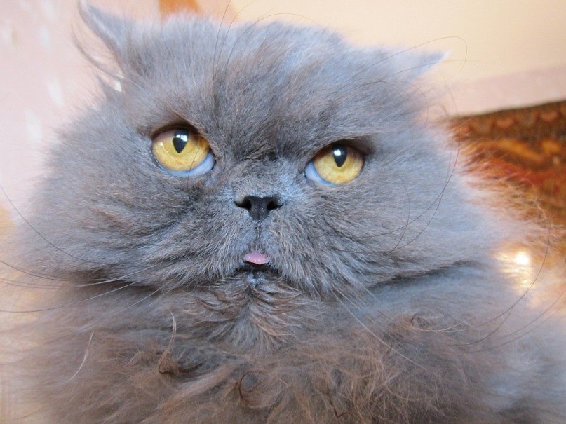 Анна Комарова | Ульяновск