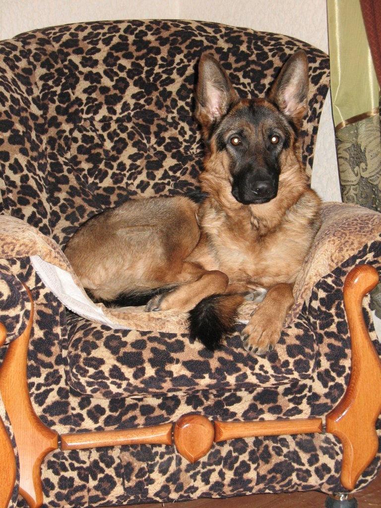 Алексей Сенной Николаевич | Севастополь