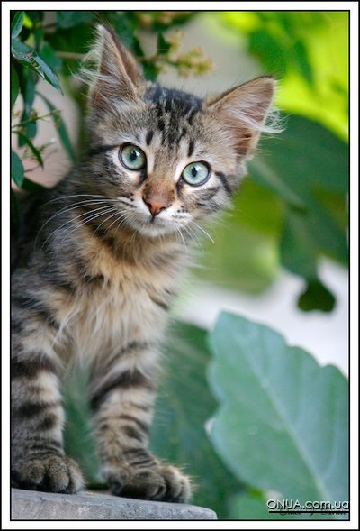 №71, Кристина Ткачук, Одесса №71, Кристина Ткачук, Одесса