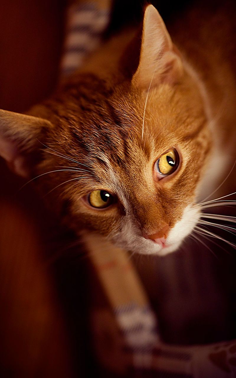 Ксения Иглевская | 