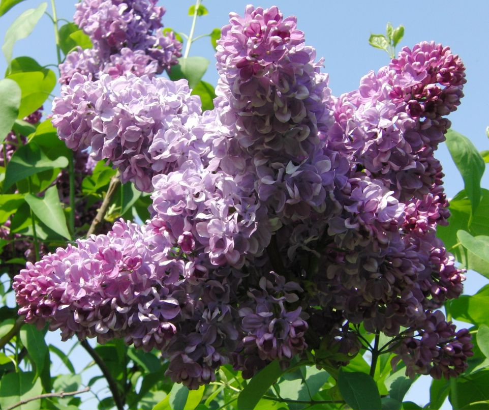 Лейсан Пантелеева | Набережные Челны