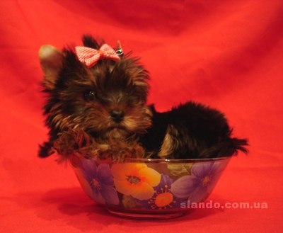 Ира Мирзоева | Харьков