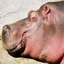 Роб Рубинян | Ростов-на-Дону