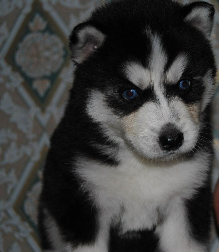 Гари Ман | Санкт-Петербург