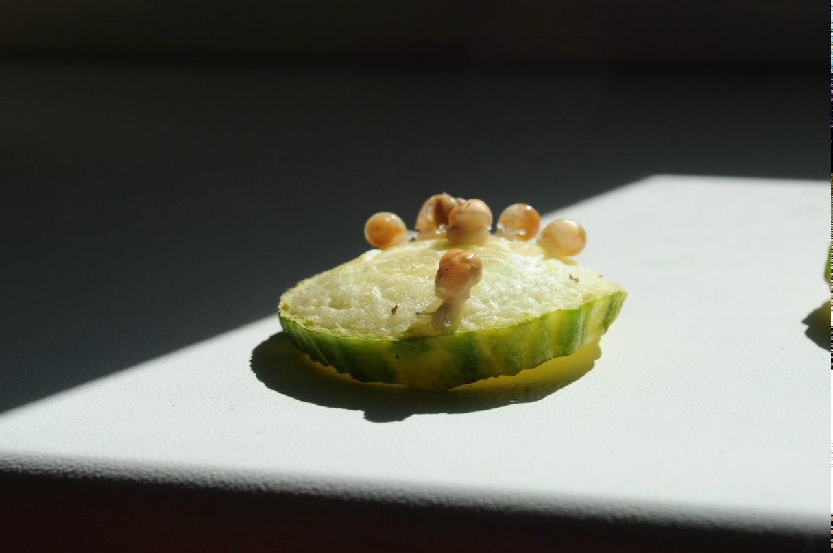 Елена Морозова | Электросталь